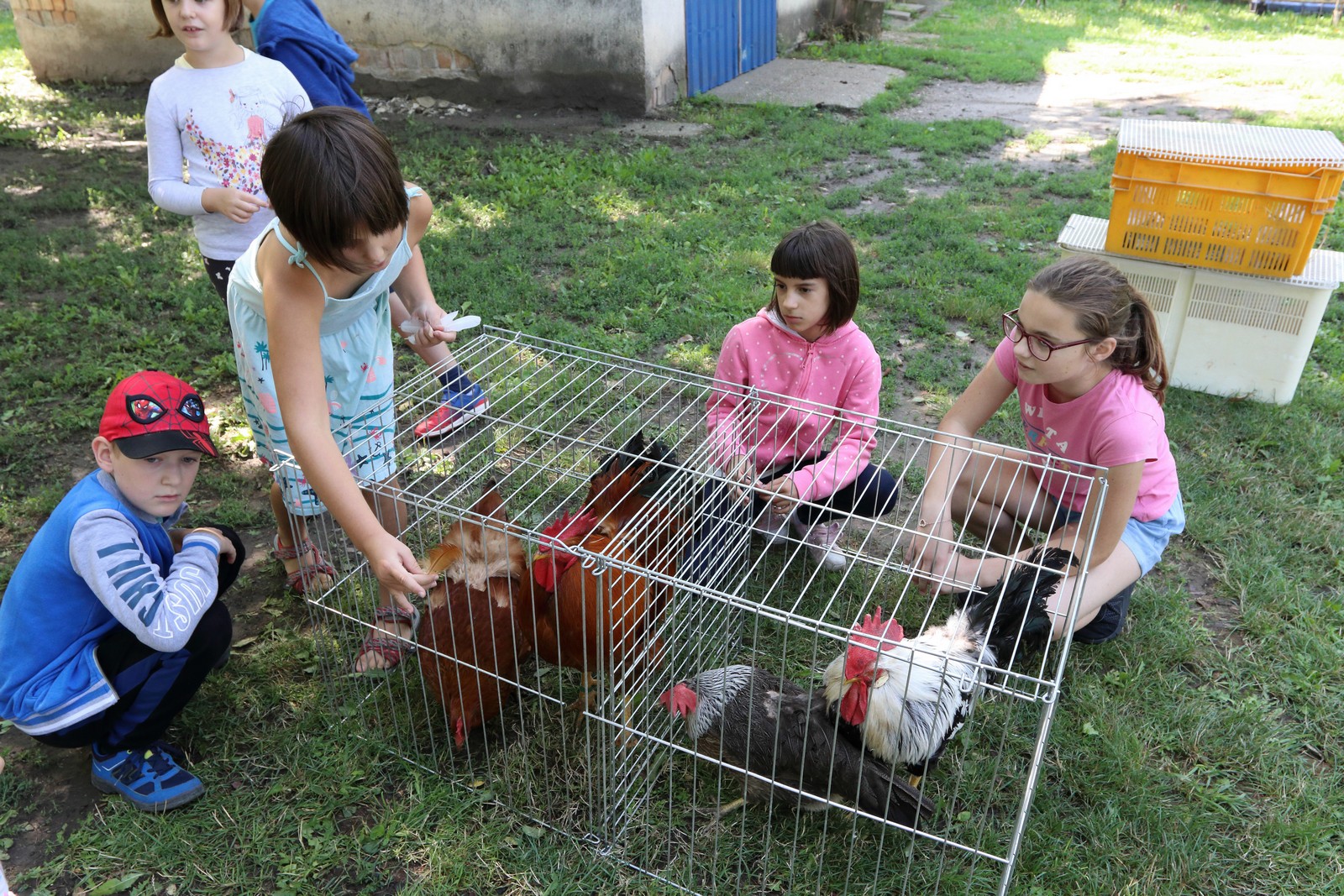 Galambok és kisállatok a Napraforgó Táborban